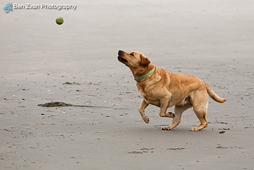 Canus Familiaris-and-Tennis-Ball