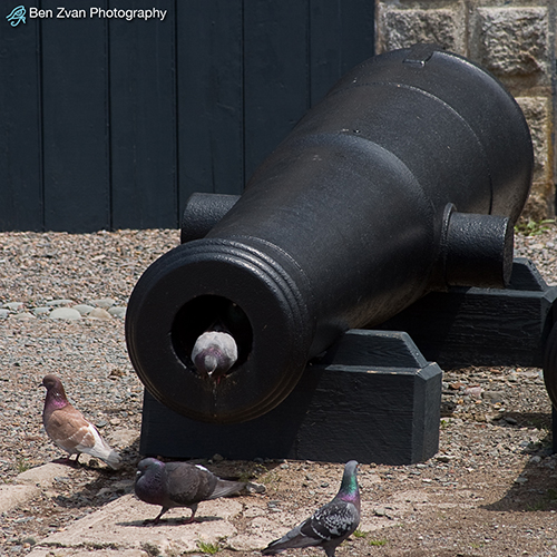 Halifax Citidel-Canon